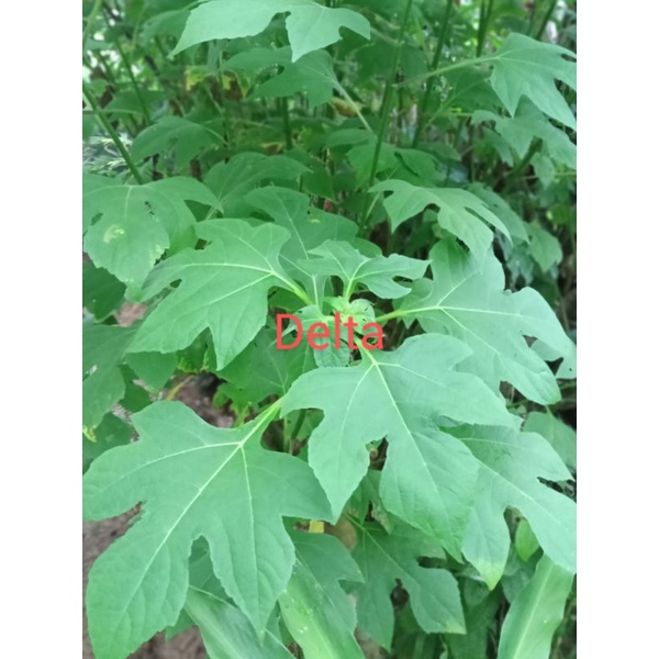 

Daun insulin bahan herbal langsung petik