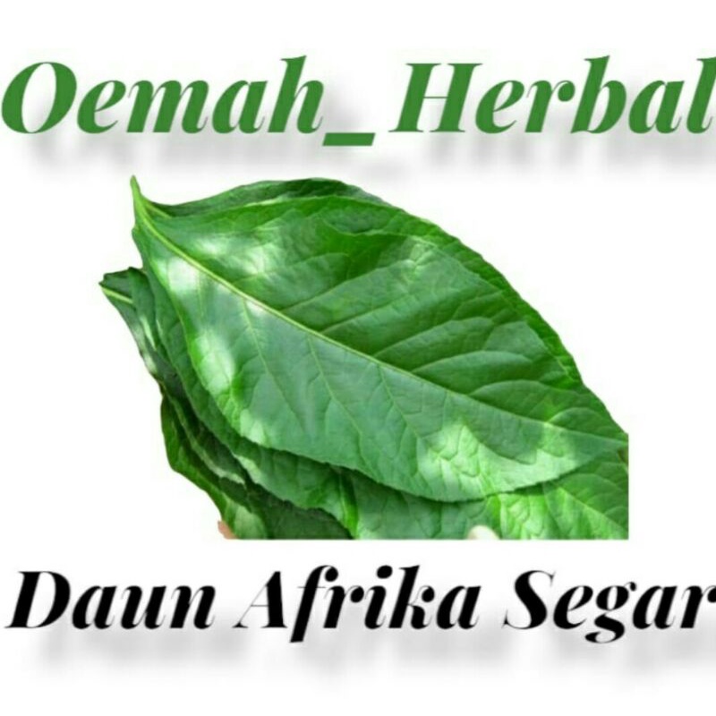 

250g DAUN HERBAL SAMBUNG NYAWA SEGAR