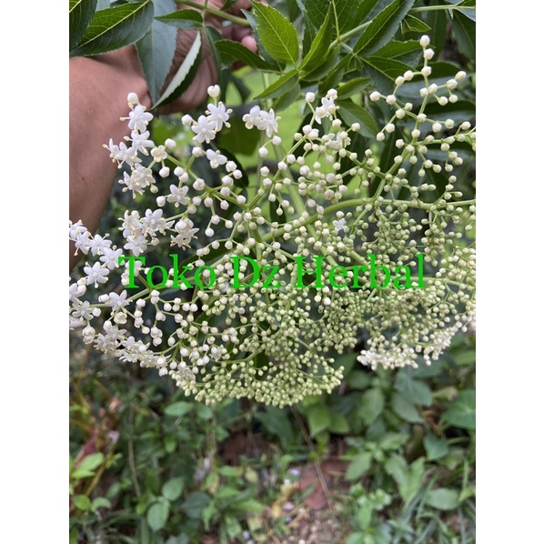 

Bunga sangitan sambucus javanica segar khusus bunganya-az