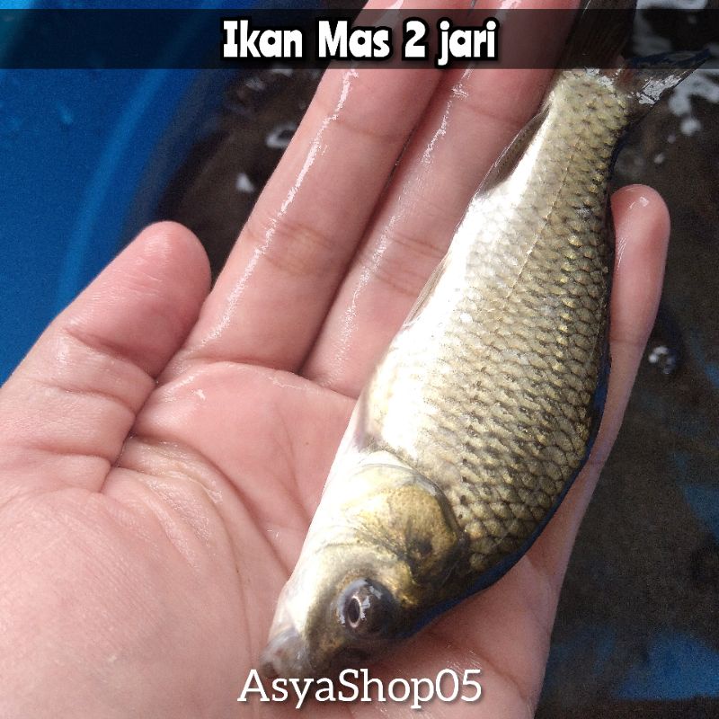 BIBIT IKAN MAS KONSUMSI / IKAN MAS LOKAL 2 JARI
