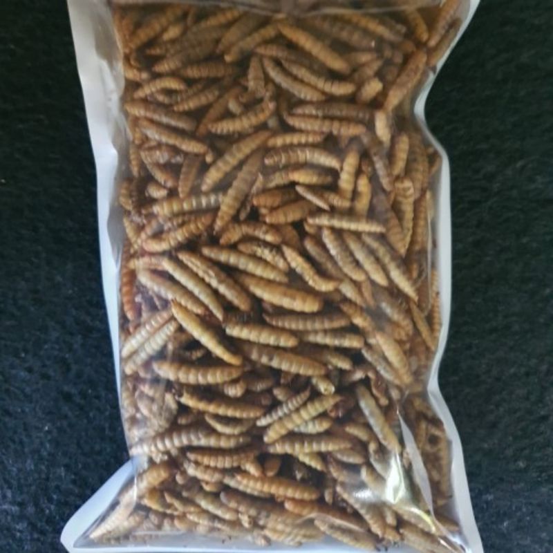 maggot kering pakan ikan Channa koi dll