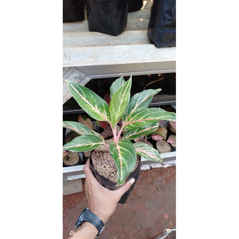 Aglonema butterfly - Bibit aglonema butterfly