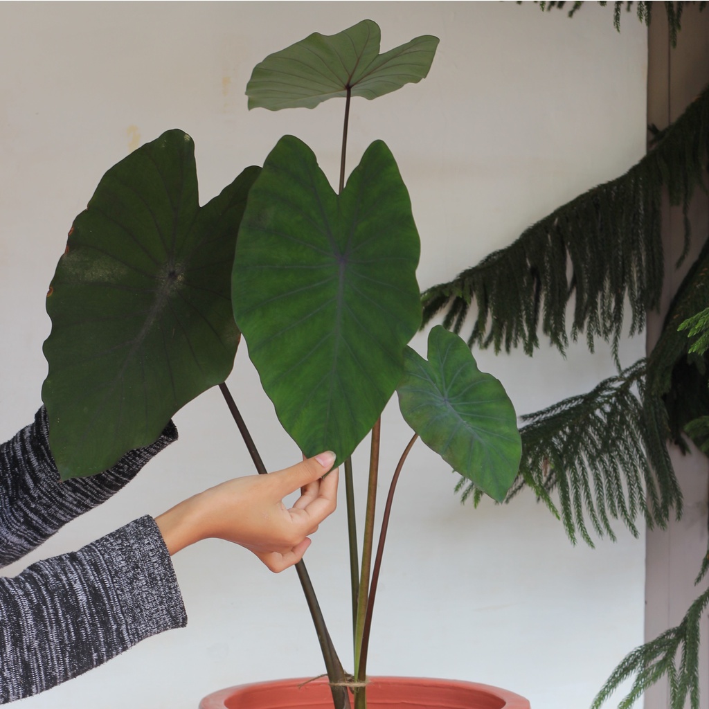 Colocasia Black Magic