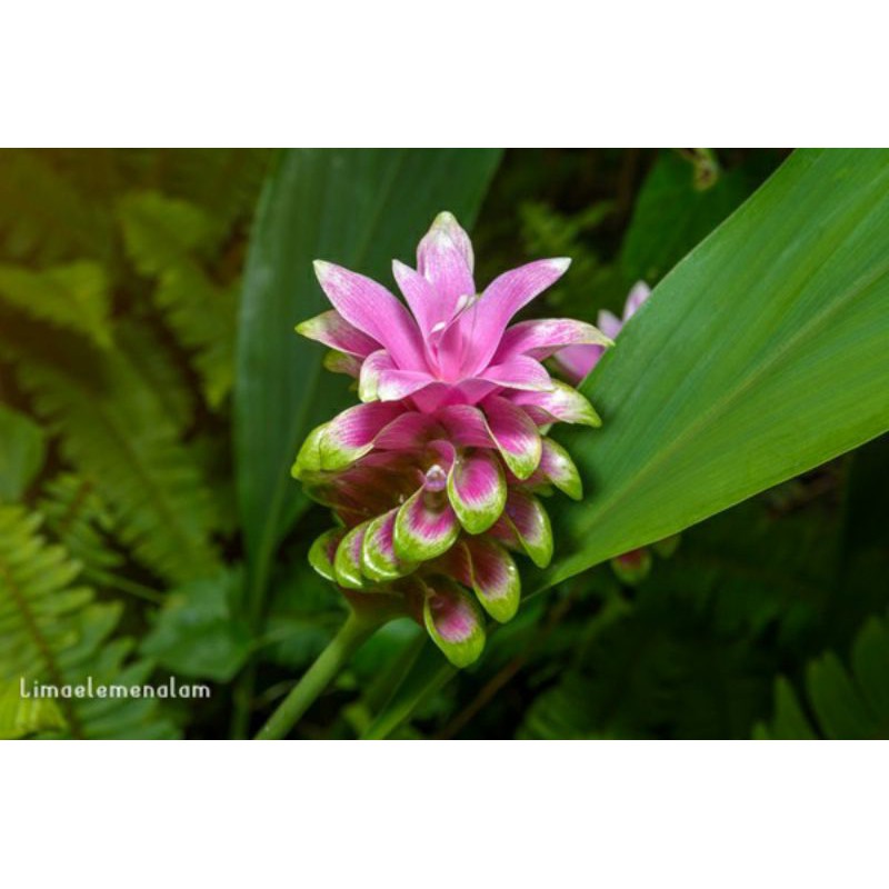 

temu putih/Curcuma zedoaria obat herbal untuk tumor dan kanker 1000g