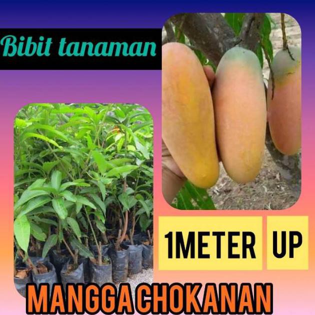 Voc Bibit Mangga Chokanan 1 Meter Up