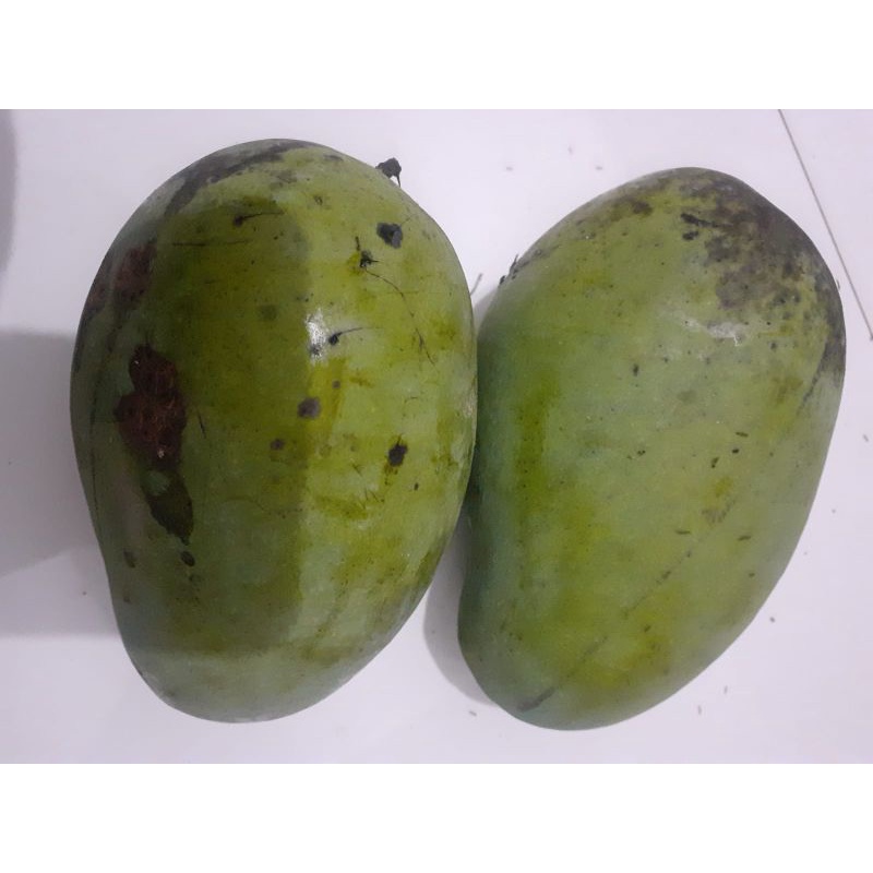 

mangga muda
