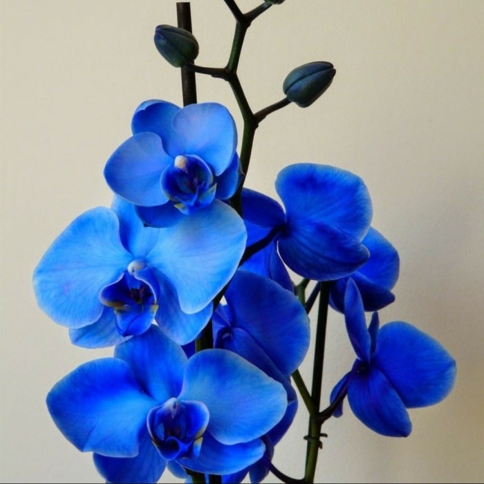 bibit tanaman hias anggrek biru - anggrek blue