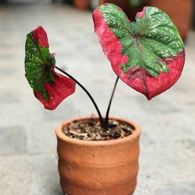 Caladium Baret Merah Ini Bunga Daun Ya Bukan Bibit Shopee Indonesia