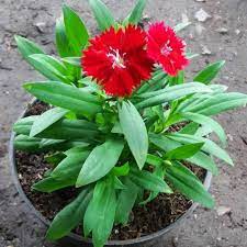 Dianthus deep red anyelir merah / bibit tanaman hias bunga - BAKUL KEMBANG