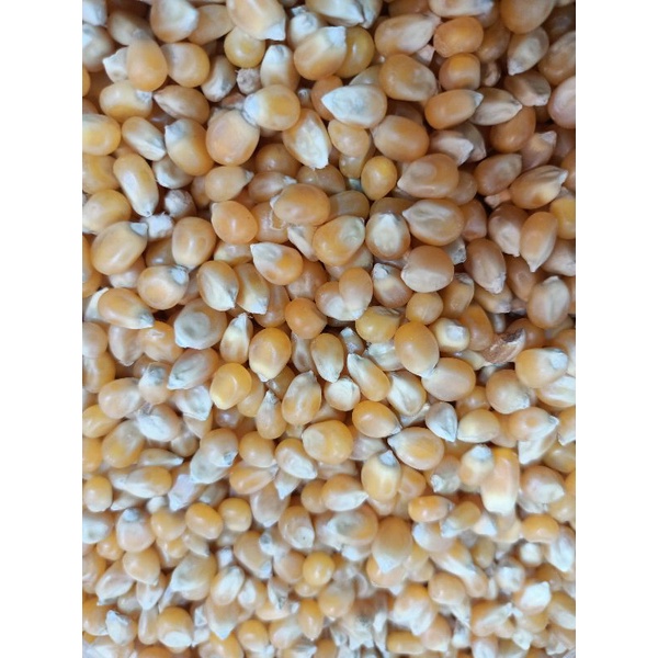 

popcorn mentah/jagung beledug