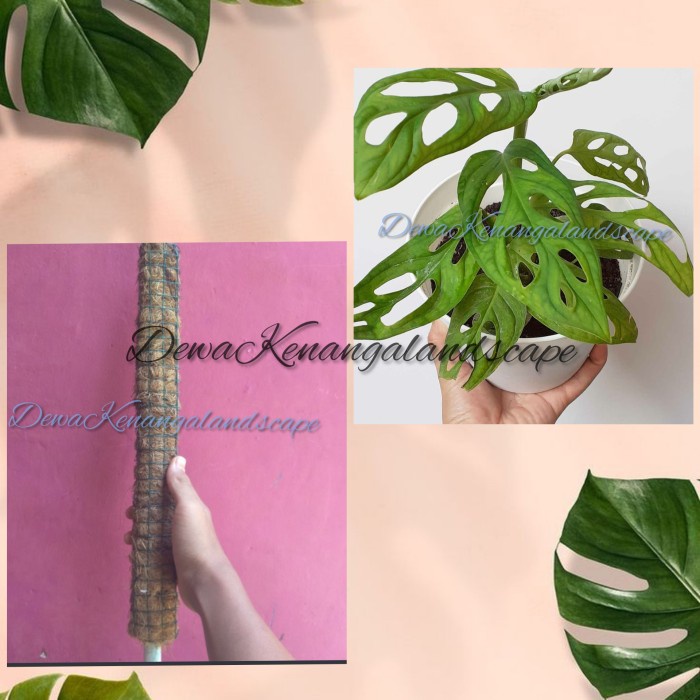 Tanaman hias janda bolong + turus 40cm