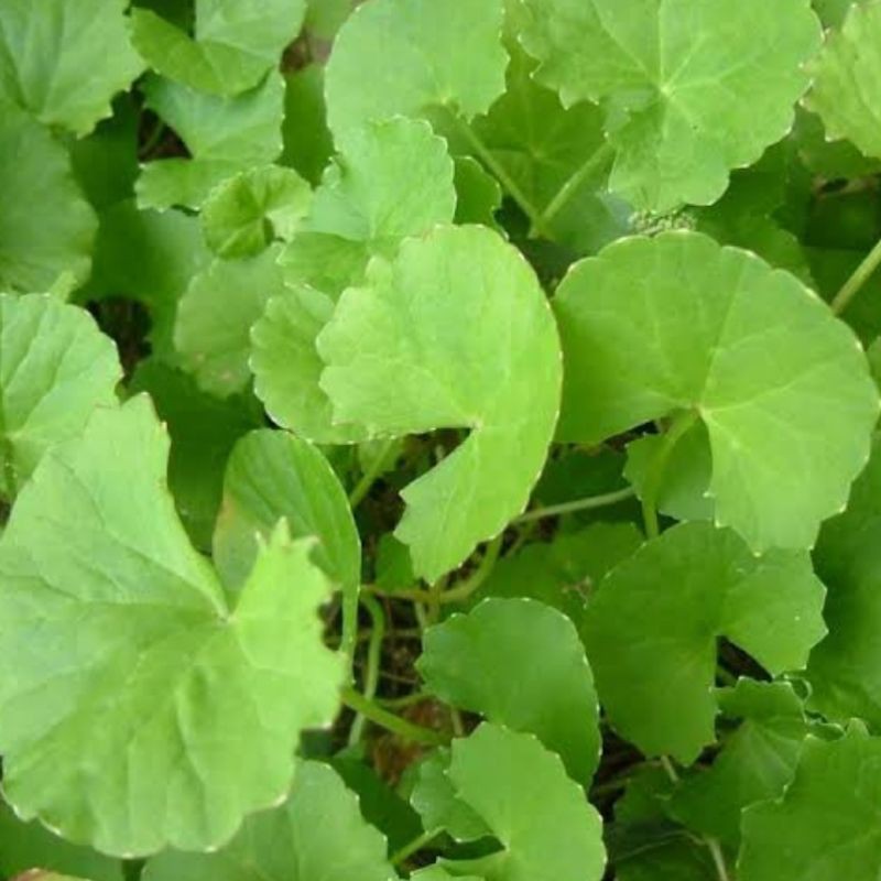 

obat herbal daun Antanan 1kg