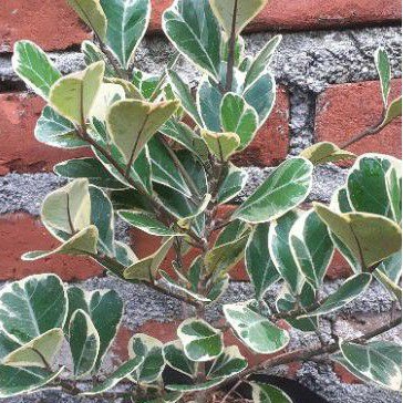 Bibit Tanaman Bunga jenis Beringin Kupu-kupu