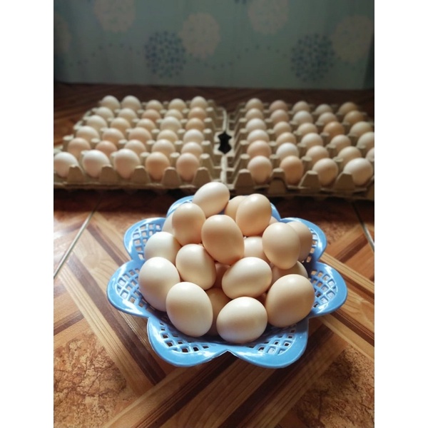 

TELUR AYAM KAMPUNG ASLI PETERNAKAN SENDIRI