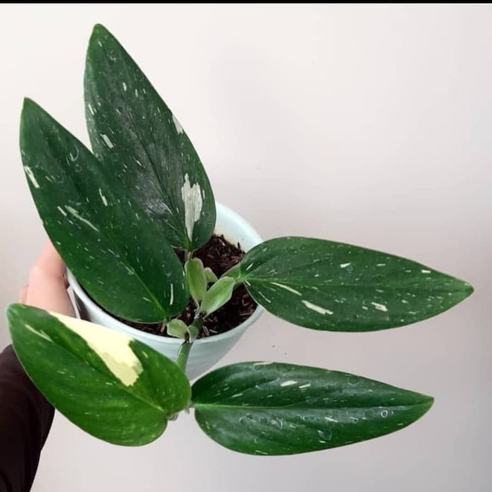 tanaman hias monstera - tanaman langka - pohon monstera varigata