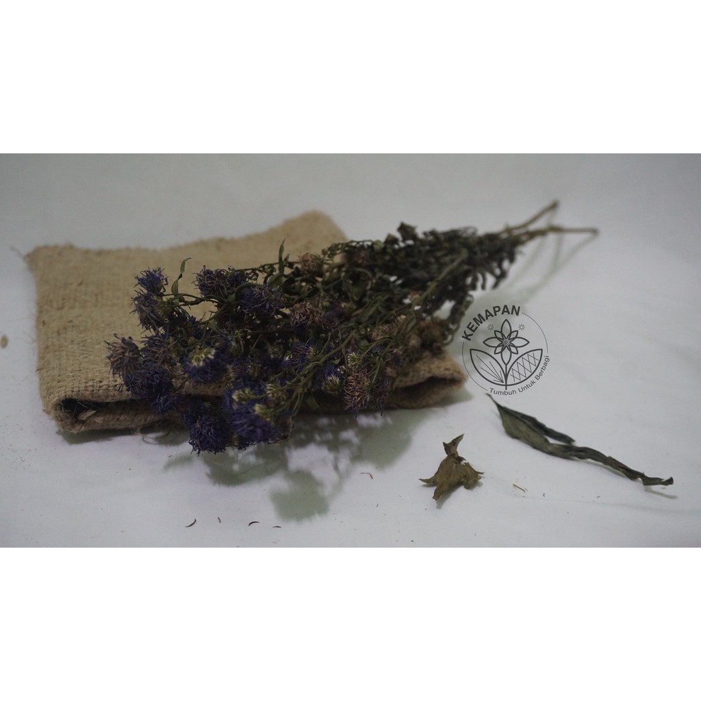 

Bunga Kering Dried Flower Bunga Pikok Ungu