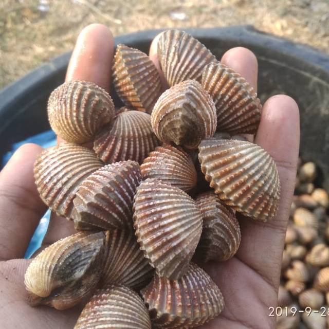 Harga kerang sekilo 2021