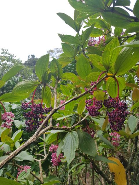 Parijoto Promil SUPER JUMBO Fresh Langsung dipetik dari Hutan Muria