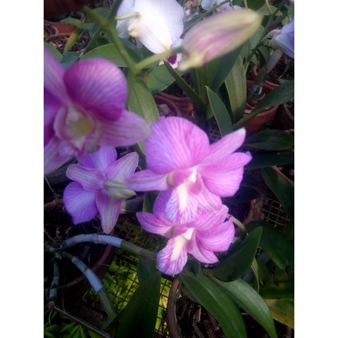 Anggrek Dendrobium Dewasa Berbunga Mix