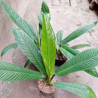 Jual Bisa Cod Promo Tanaman Hias Indoor Philodendron Linnet Lynnete Tanaman Hidup