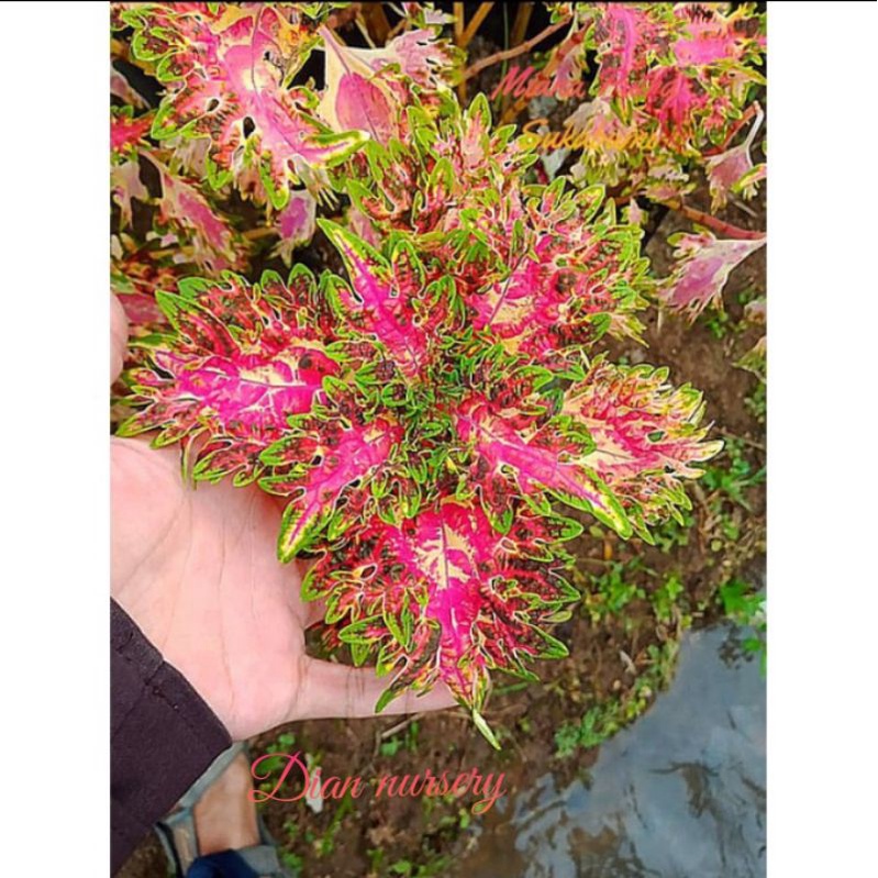 TANAMAN HIAS MIANA ID EMBUN/MIANA SULTAN PREMIUM