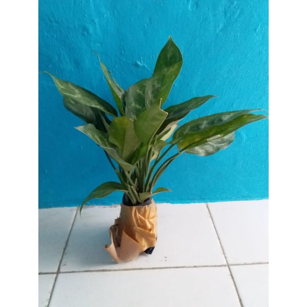 

TANAMAN HIaS SRI REZEKI