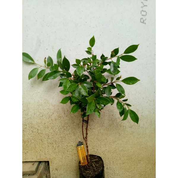 Bibit Bahan Bonsai Kimeng/Beringin Kimeng