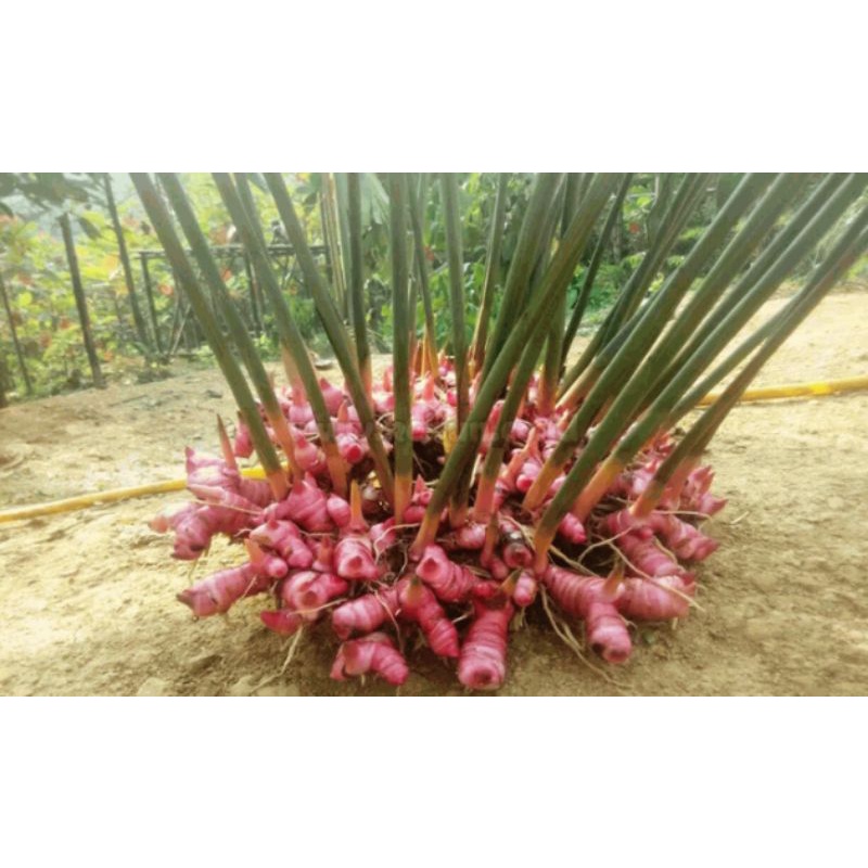 

laos atau lengkuas 1kg