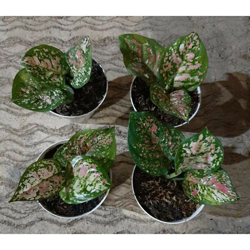 bunga aglonema tree colour/tre colour/three colour/tricolour anakan/tre colour daun