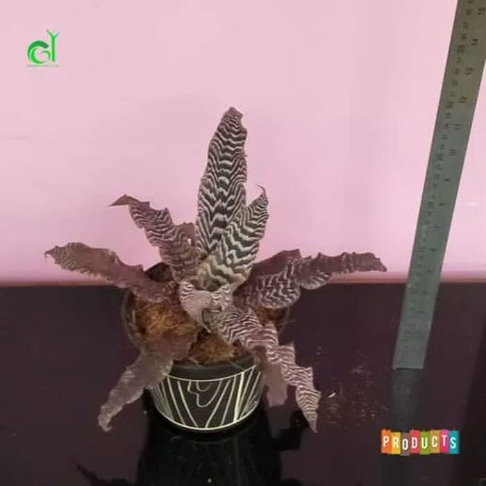 tanaman hias bromelia plant ataw cryptantus zebra silver