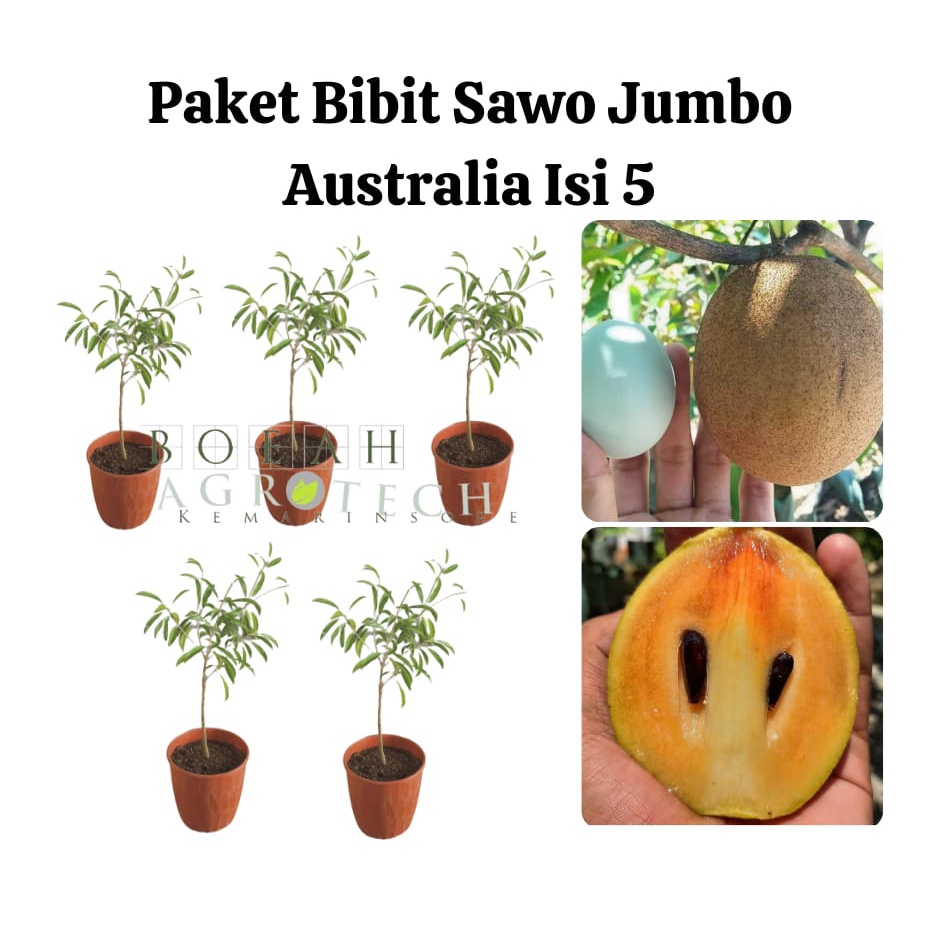 Paket Hemat Bibit Sawo Jumbo Australia Isi 5 Bonus Bibit Strawberry+Polibag