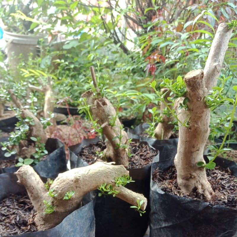 bahan bonsai sancang ori dongkelan prokar bonus stekan