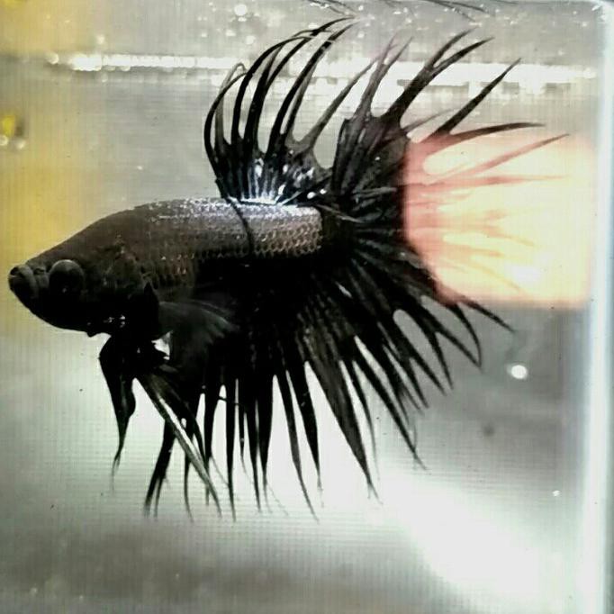 PROMO cupang hias serit super black