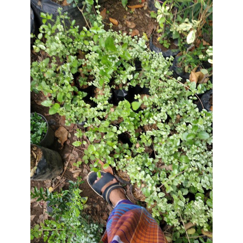 Bibit Bonsai Sancang Varigata