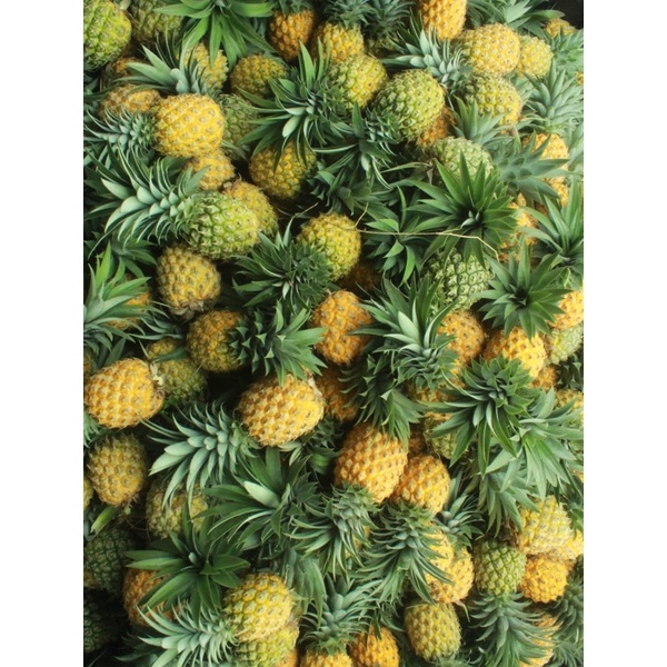 

nanas madu pemalang ter-murah cod