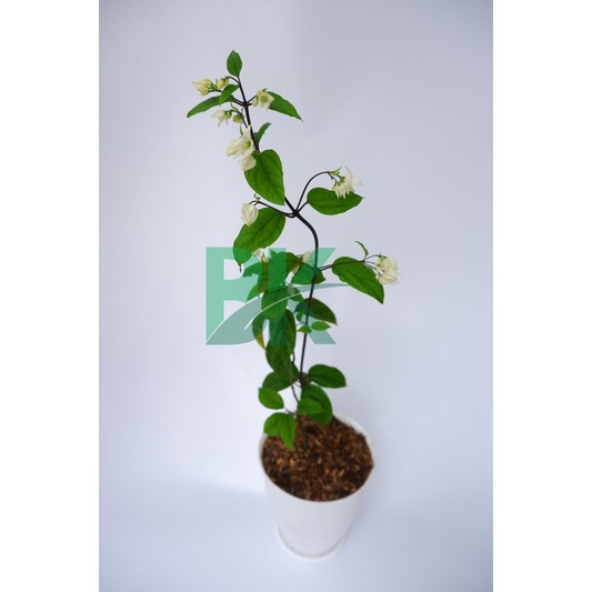 tanaman Nona makan sirih  (Clerodendrum thomsoniae)bunga putih - BAKUL KEMBANG