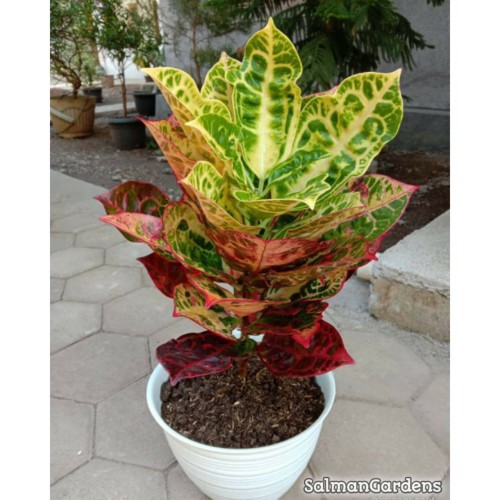 Tanaman puring kura / Bibit tanaman puring kura