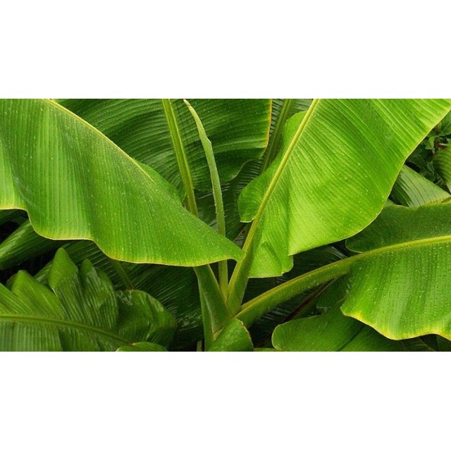 

Daun pisang per gulung