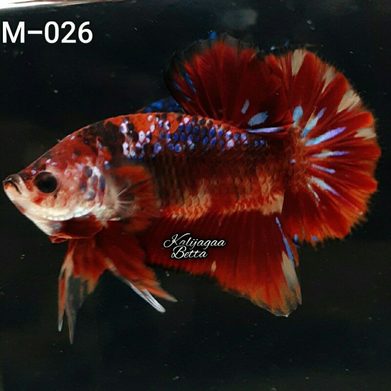 

cupang nemo fire 026