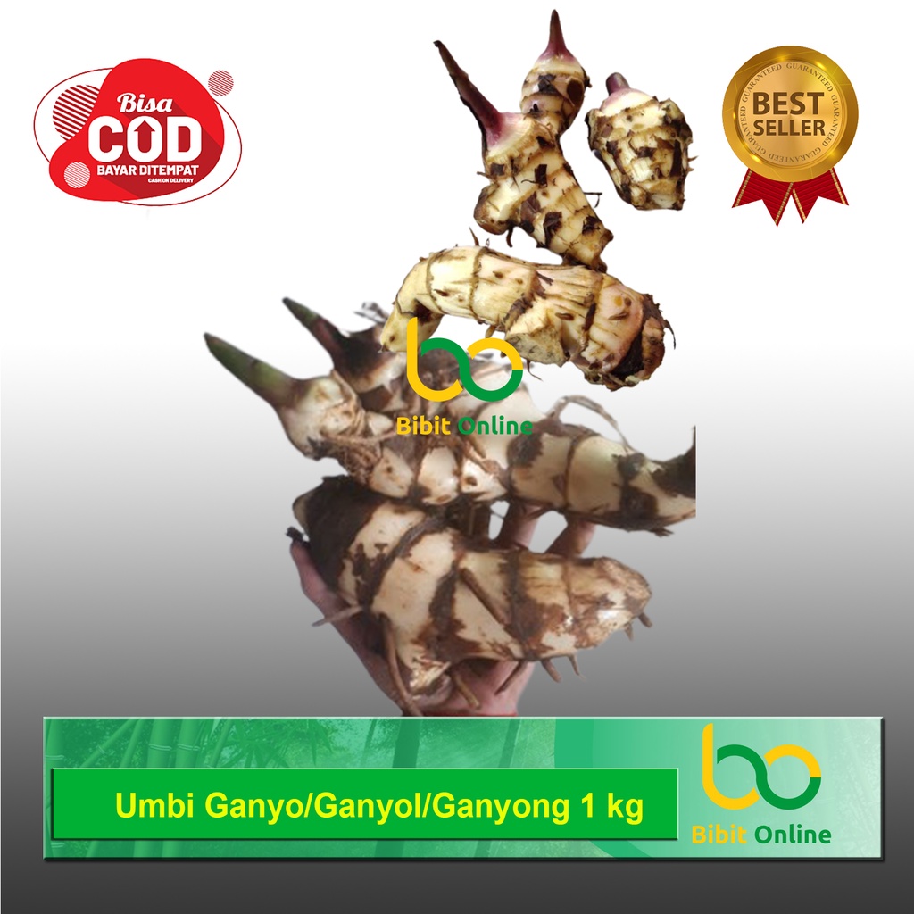 

UMBI GANYO GANYONG GANYOL SEGAR 1 KG bibit online