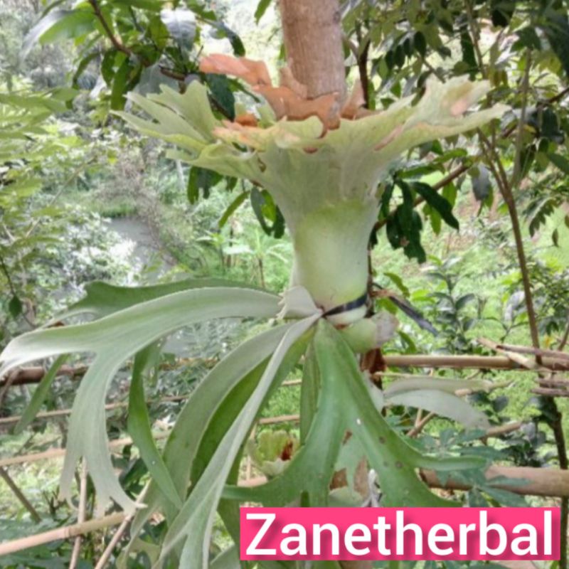 bibit kadaka uncal per mata