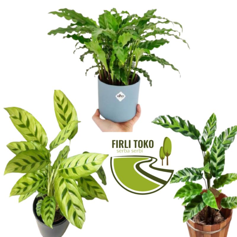 paket 3 calathea - Tanaman hias 3 calathea murah - pohon tanaman 3 calathea