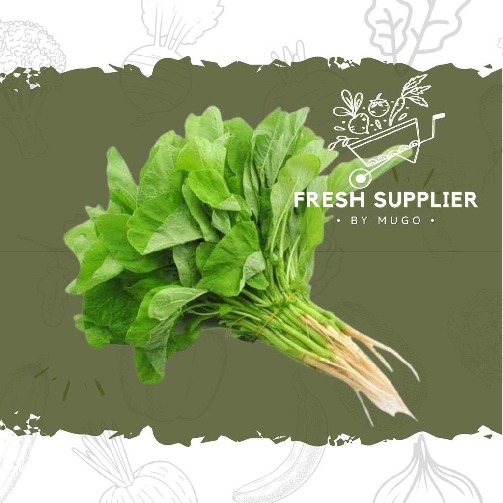 

Bayam 1 Ikat Fresh Supplier