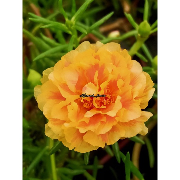 Bunga krokot import id.Gold
