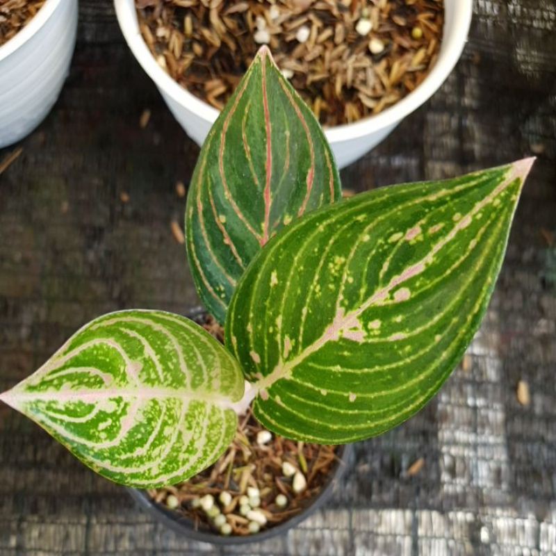 Aglonema JT 2000 (Baby)