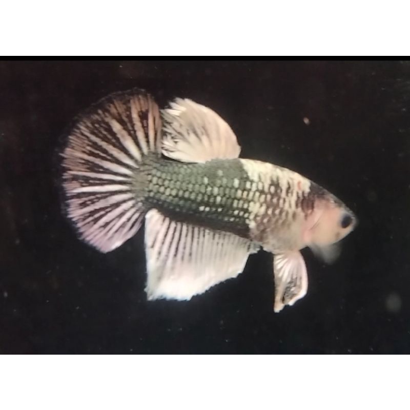 Ikan Cupang cooper line Avatar cooper gold