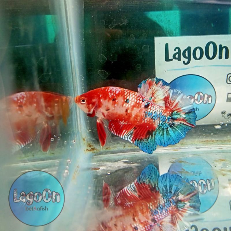 cupang red koi galaxy