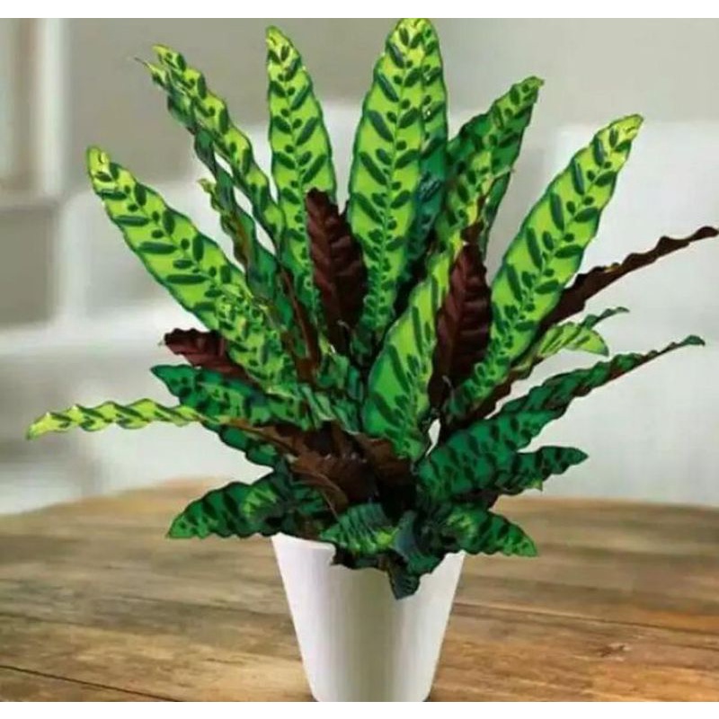 tanaman hias Calathea merantaekor ayam