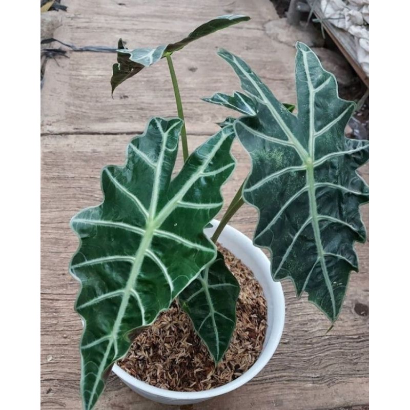 promo keladi amazon besar indukan