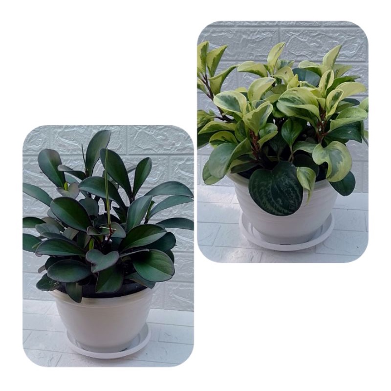 Paket peperomia obtusifolia varigata dan teplan hitam.